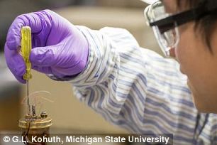 MSU doctoral student Xu Lu is part of the team. Here Lu works in the MSU Center for Revolutionary Materials for Solid State Energy Conversion